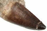 Huge, Fossil Mosasaur (Prognathodon) Tooth - Morocco #270442-1